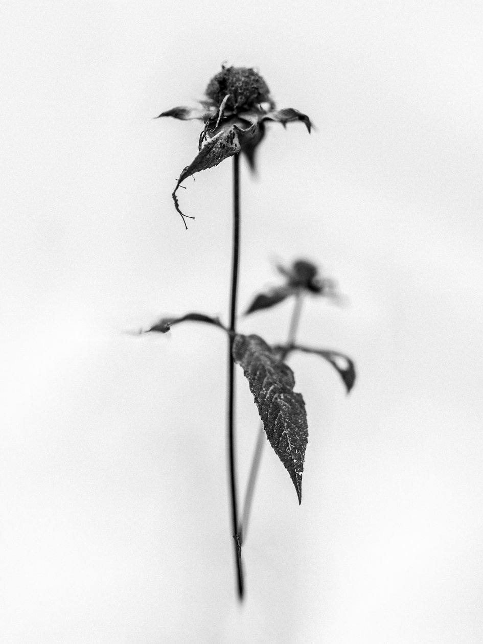 Amid the Flowers 28, 2021 (s/v-foto) av Teis Albers