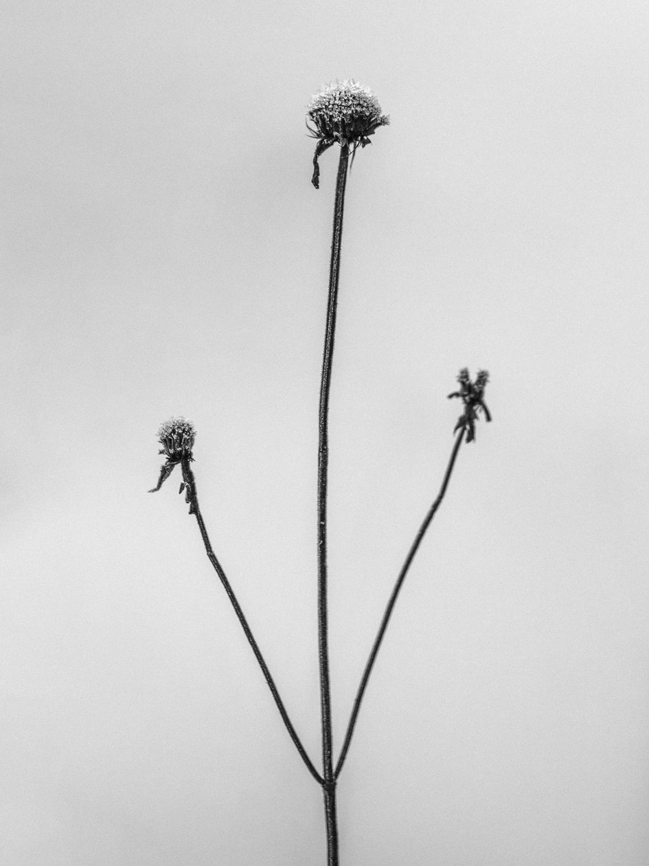 Amid the Flowers 2, 2021 (s/v-foto) av Teis Albers
