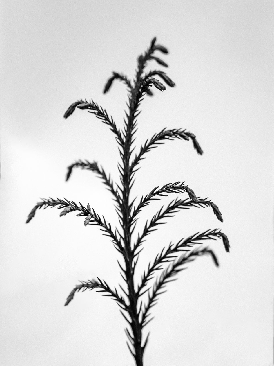 Amid the Flowers 31, 2021 (s/v-foto) av Teis Albers