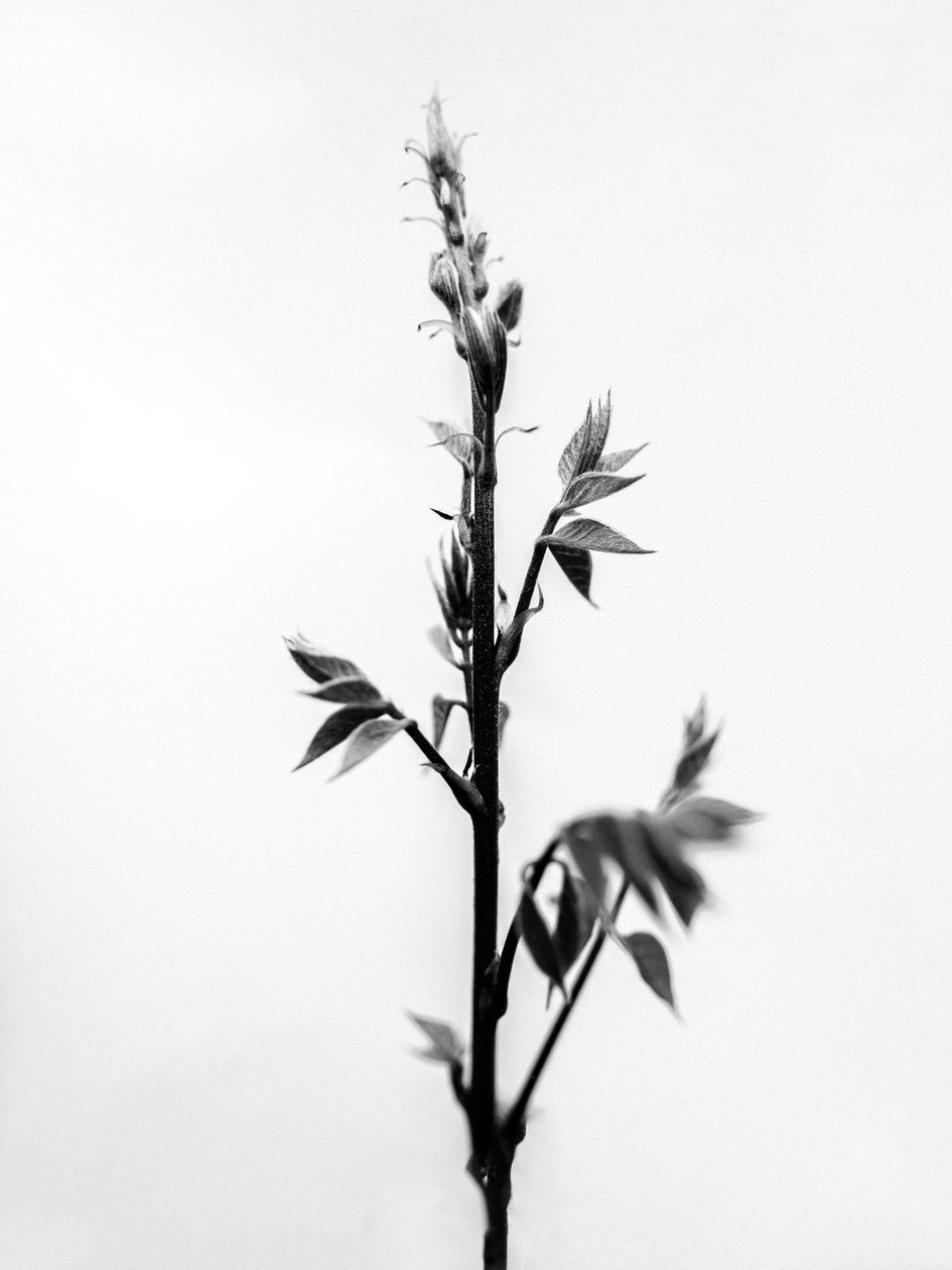Amid the Flowers 32, 2021 (s/v-foto) av Teis Albers