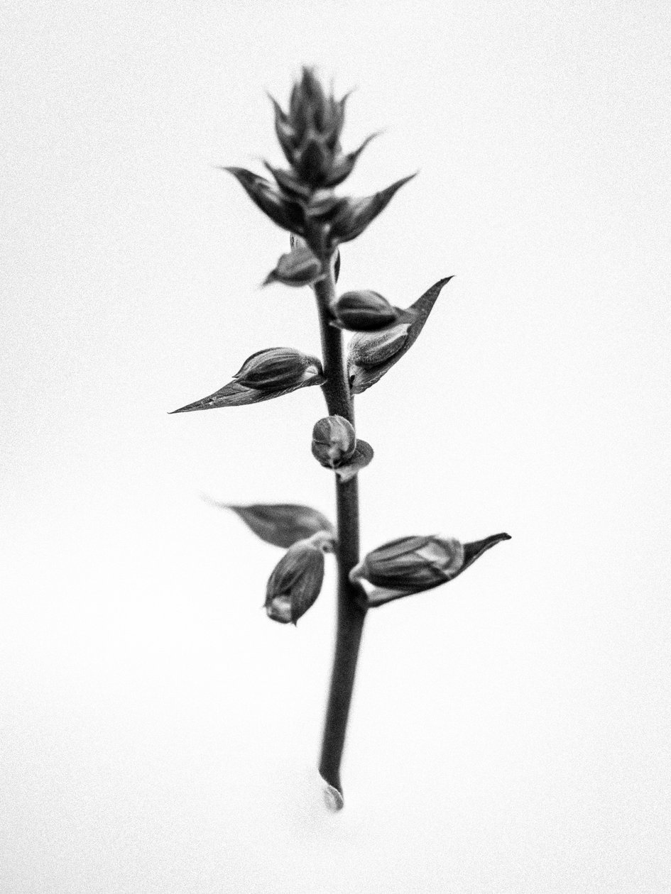 Amid the Flowers 35, 2021 (s/v-foto) av Teis Albers