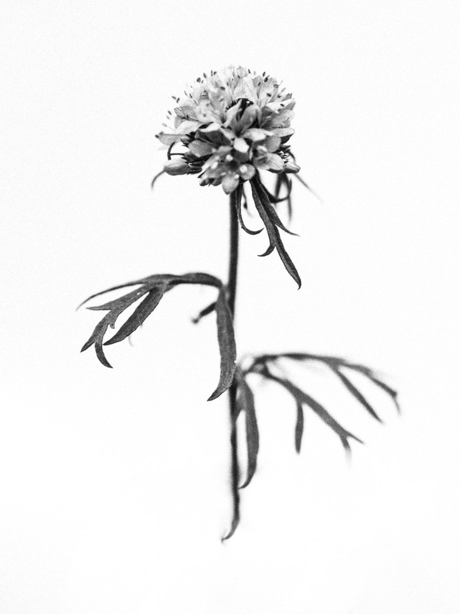 Amid the Flowers 36, 2021 (s/v-foto) av Teis Albers