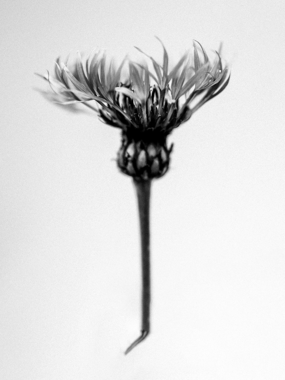 Amid the Flowers 37, 2021 (s/v-foto) av Teis Albers