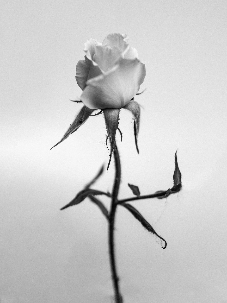 Amid the Flowers 40, 2021 (s/v-foto) av Teis Albers