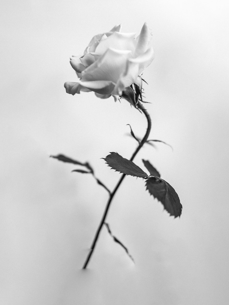 Amid the Flowers 41, 2021 (s/v-foto) av Teis Albers