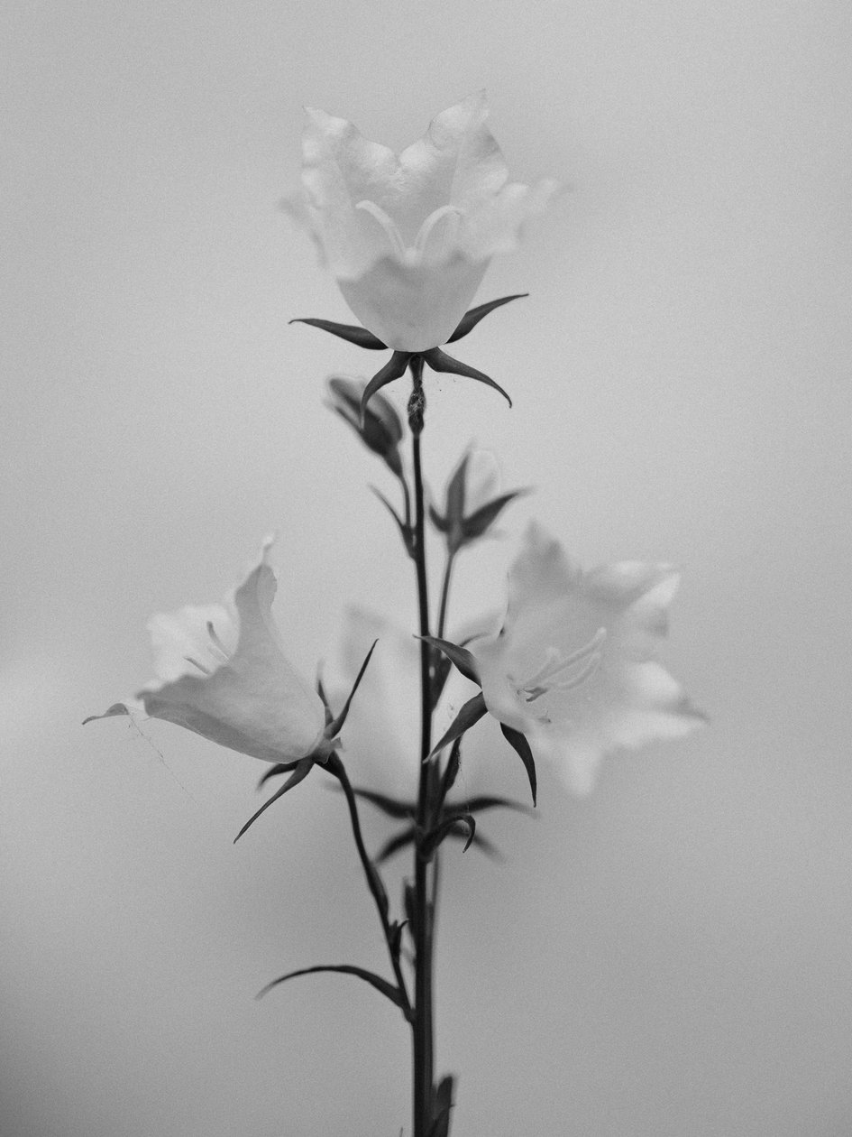 Amid the Flowers 43, 2021 (s/v-foto) av Teis Albers