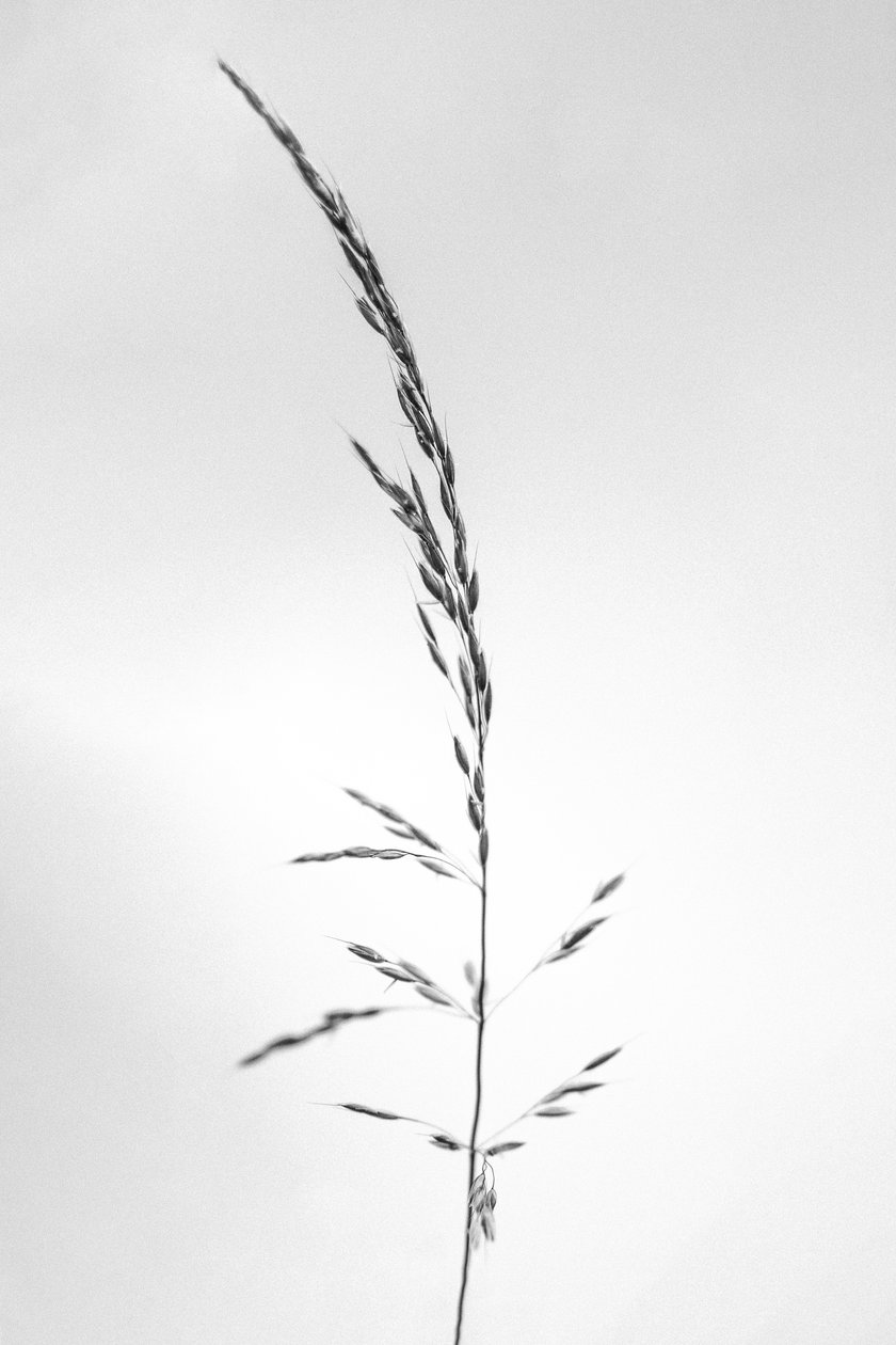 Amid the Flowers 45, 2021 (s/v-foto) av Teis Albers