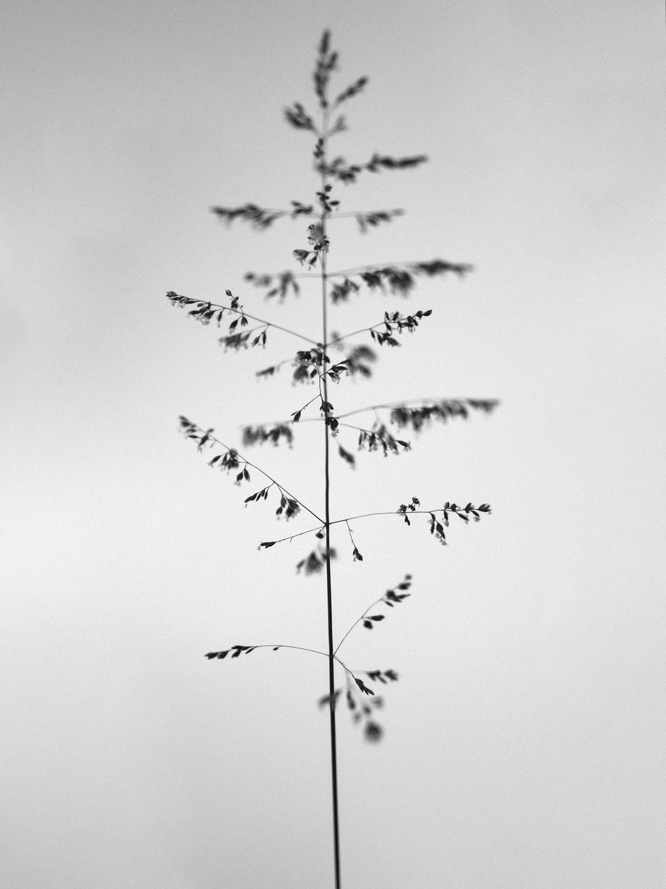 Amid the Flowers 46, 2021 (s/v-foto) av Teis Albers