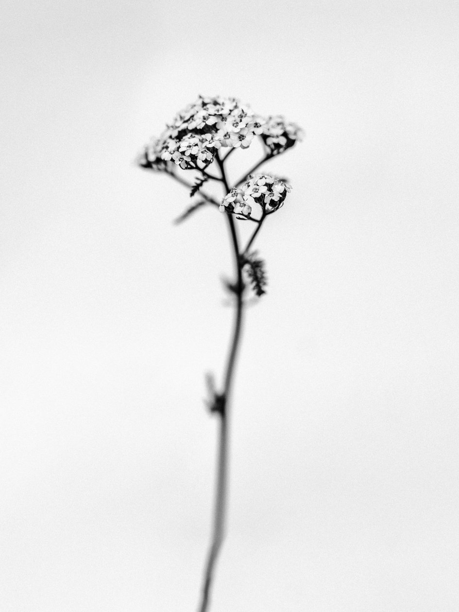 Amid the Flowers 47, 2021 (s/v-foto) av Teis Albers
