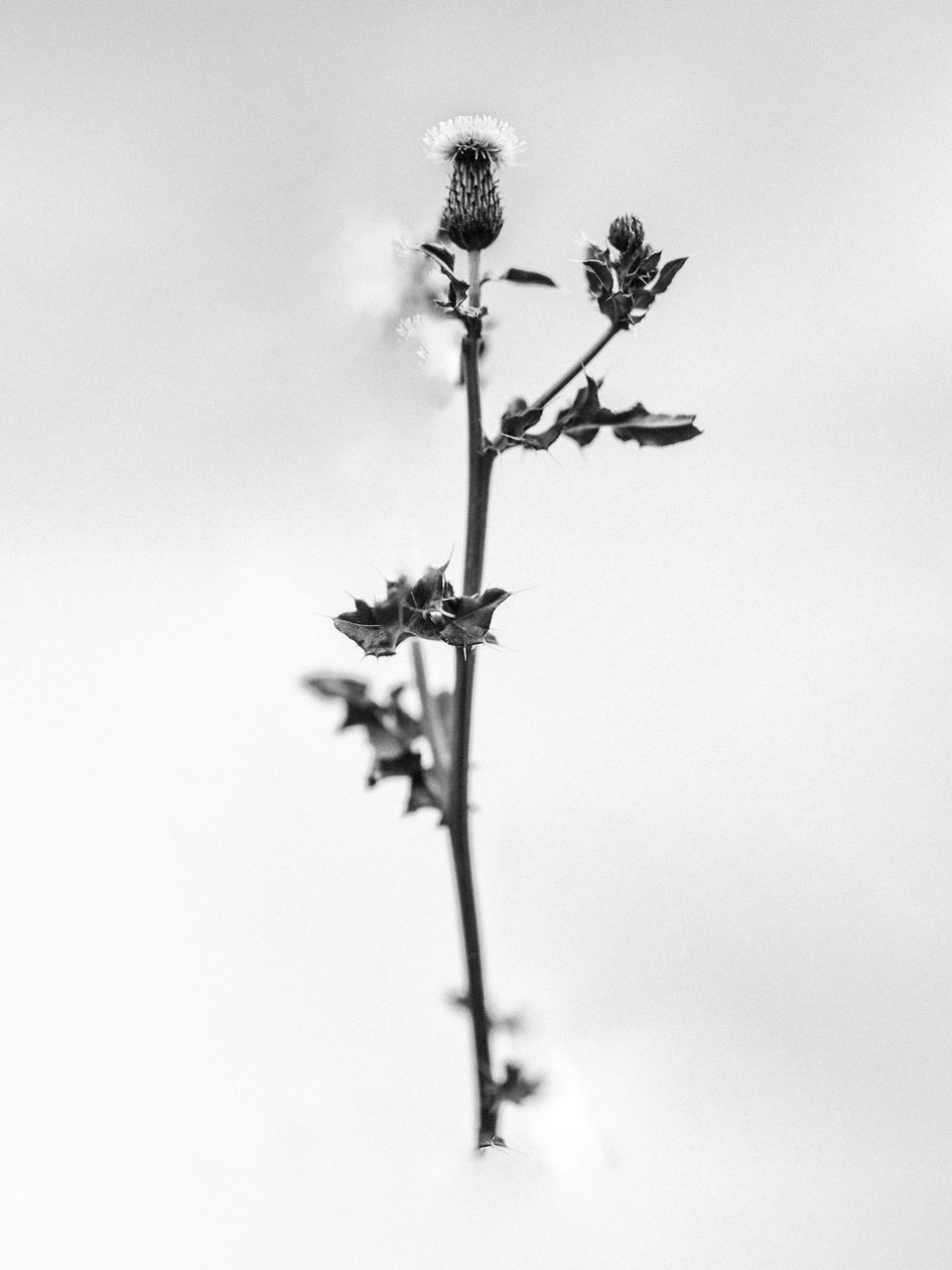 Amid the Flowers 48, 2021 (s/v-foto) av Teis Albers