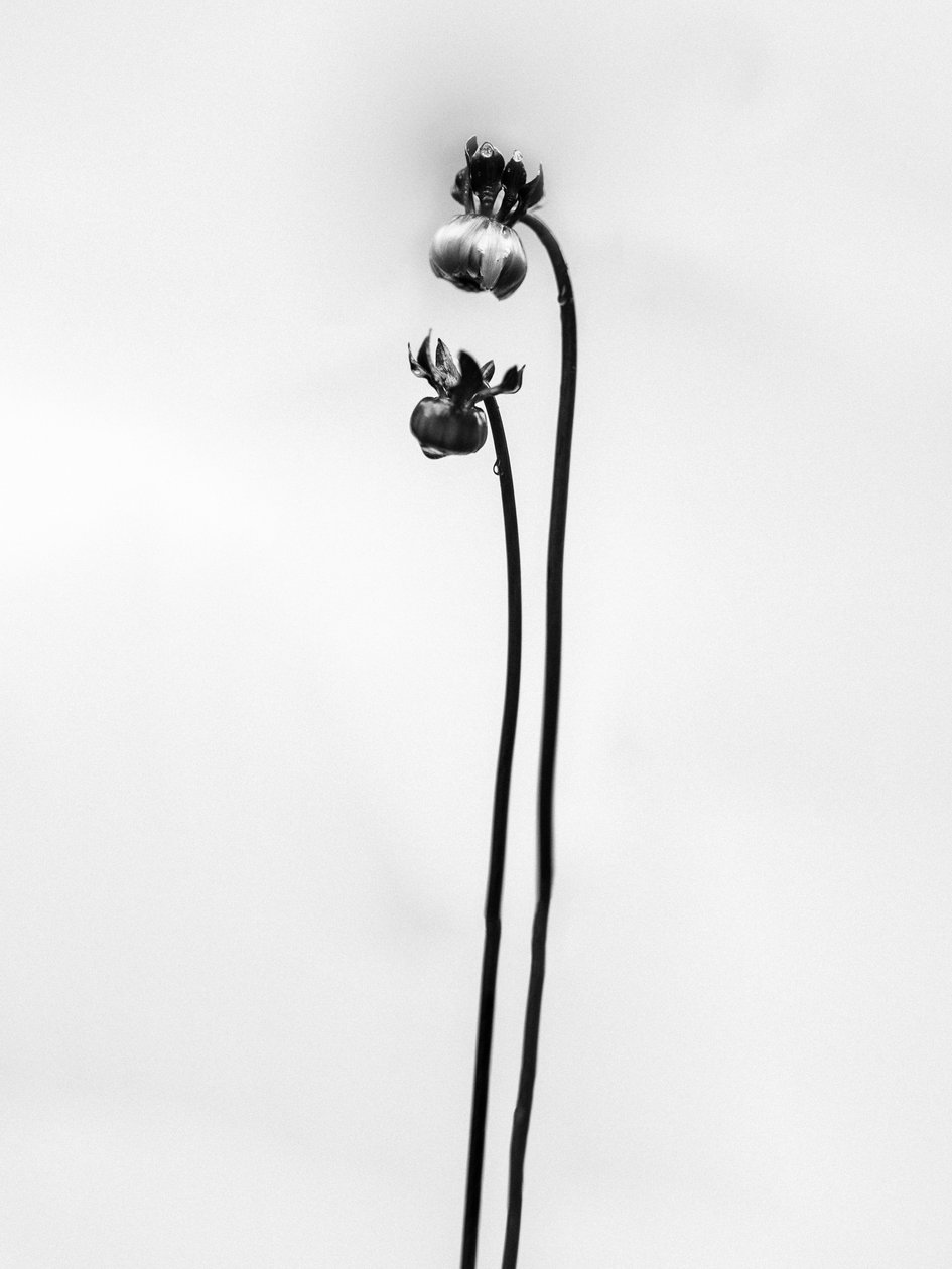 Amid the Flowers 49, 2021 (s/v-foto) av Teis Albers