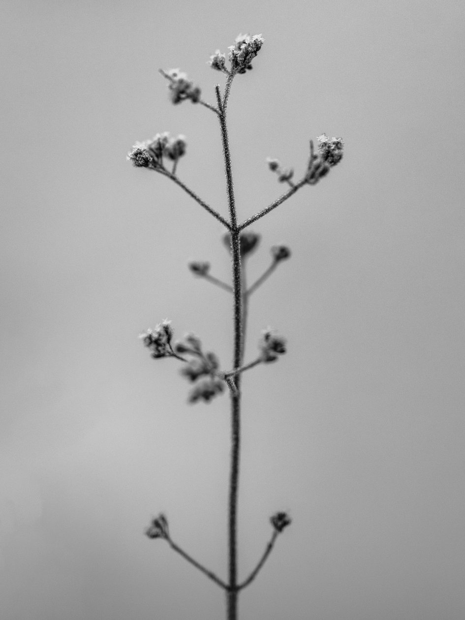 Amid the Flowers 4, 2021 (s/v-foto) av Teis Albers