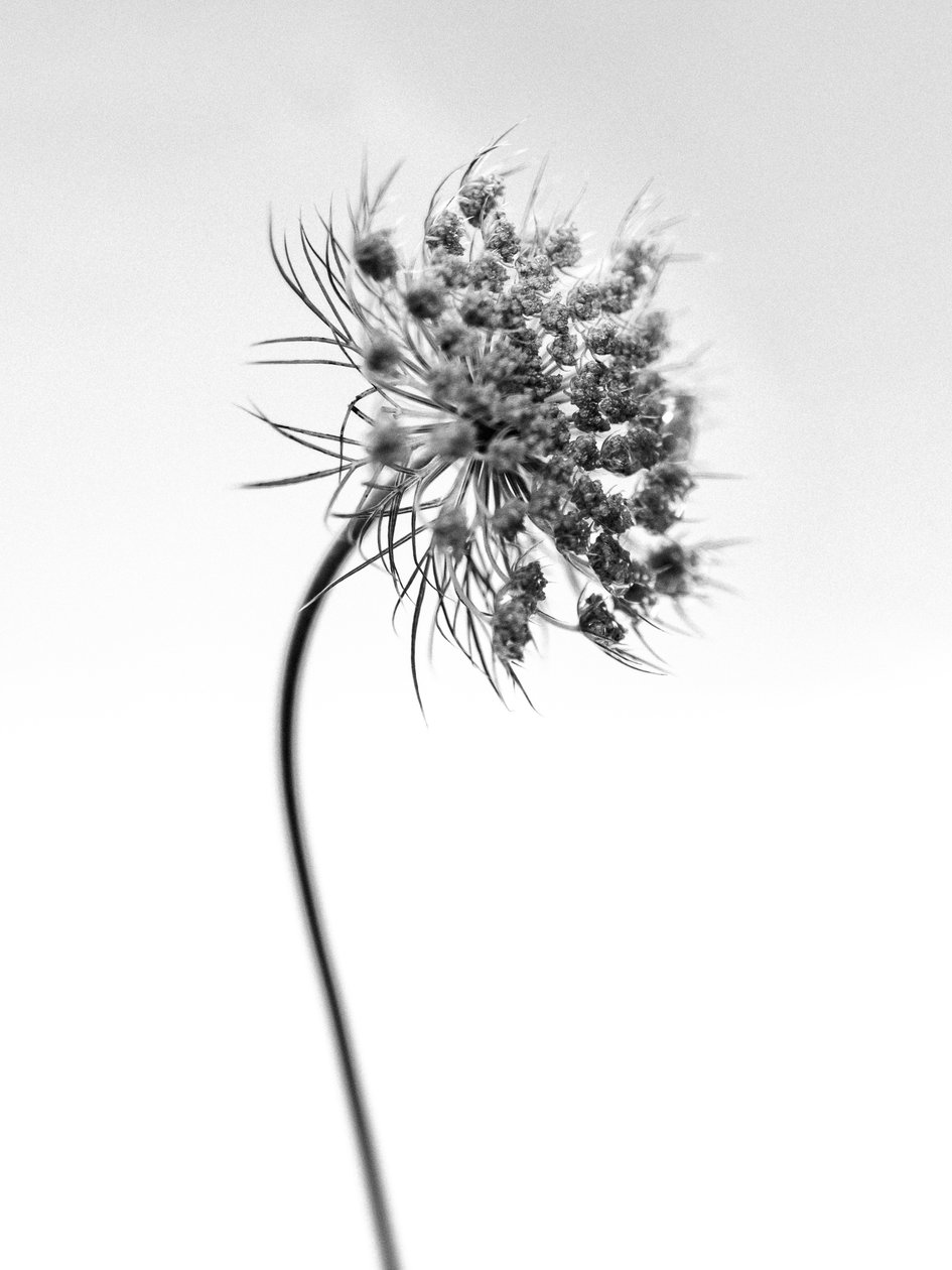 Amid the Flowers 52, 2021 (s/v-foto) av Teis Albers