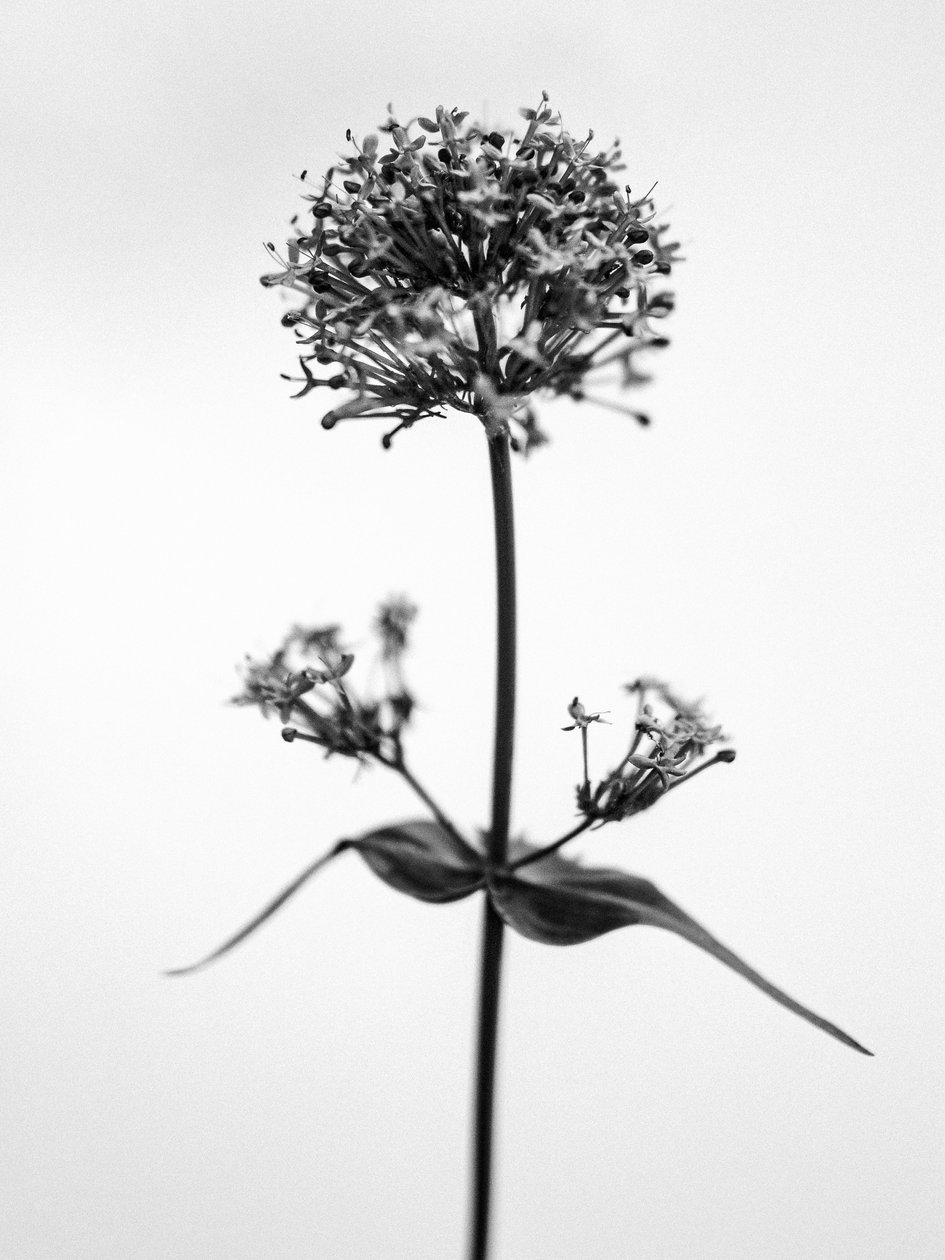 Amid the Flowers 53, 2021 (s/v-foto) av Teis Albers