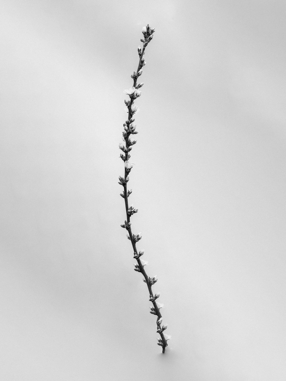 Amid the Flowers 54, 2021 (s/v-foto) av Teis Albers