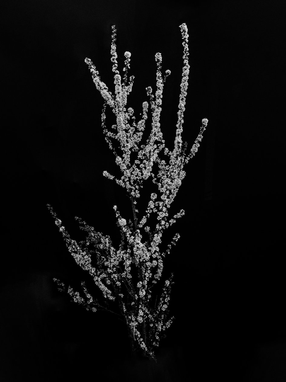 Amid the Flowers 56, 2021 (s/v-foto) av Teis Albers