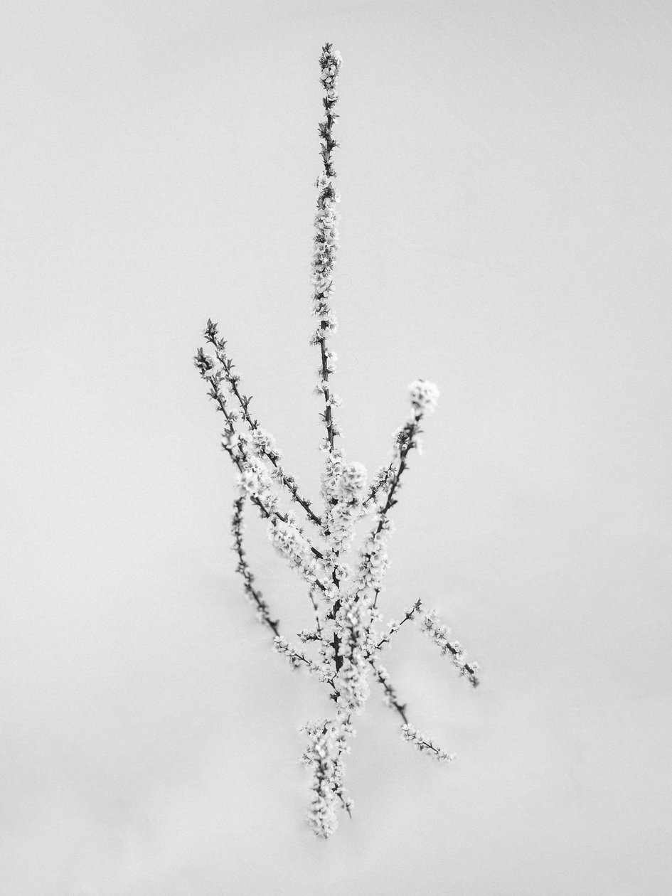 Amid the Flowers 57, 2021 (s/v-foto) av Teis Albers
