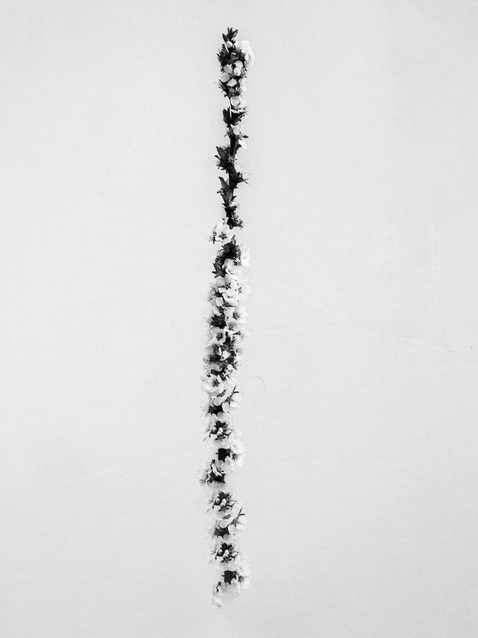 Amid the Flowers 58, 2021 (s/v-foto) av Teis Albers