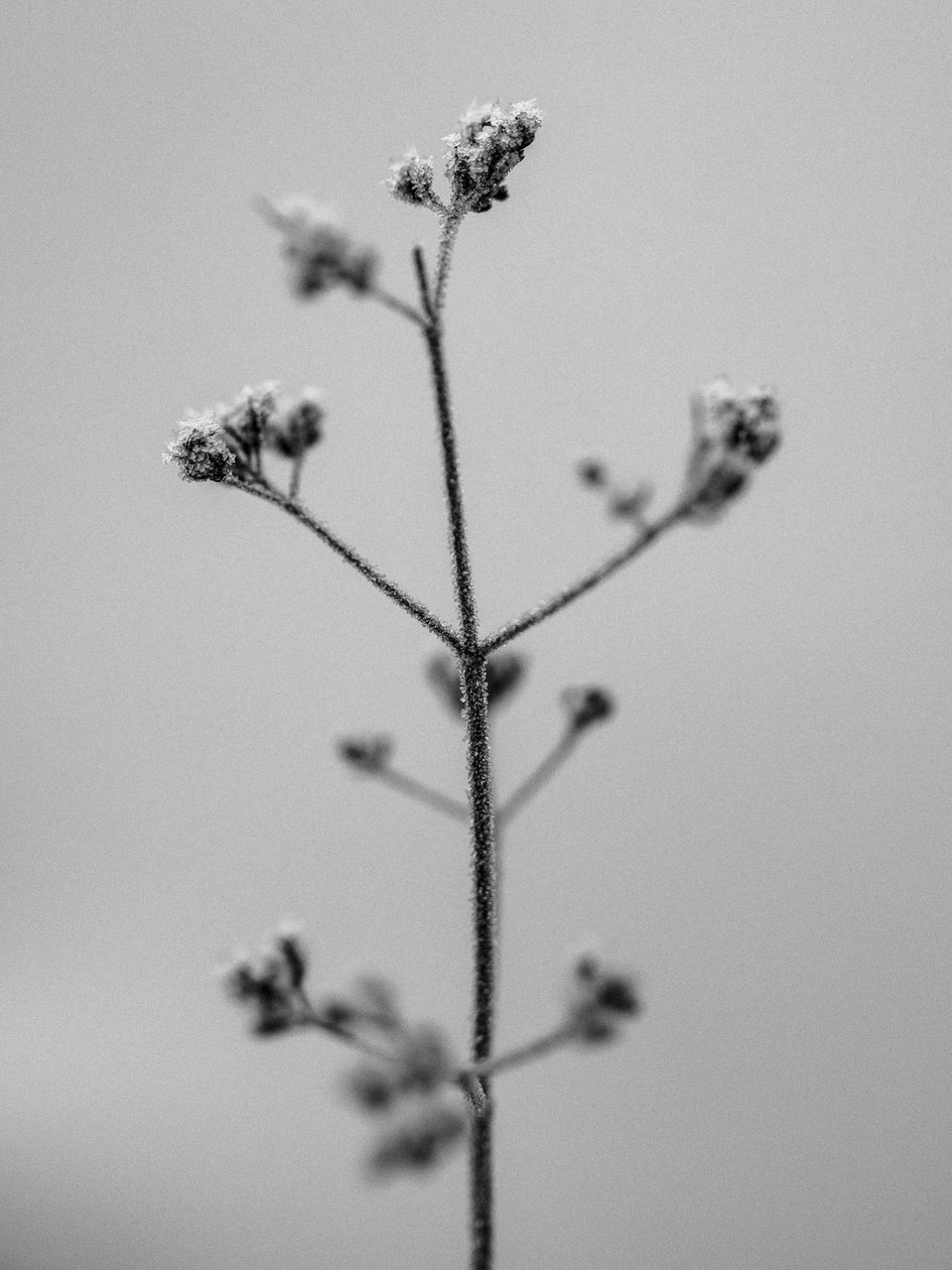 Amid the Flowers 5, 2021 (s/v-foto) av Teis Albers
