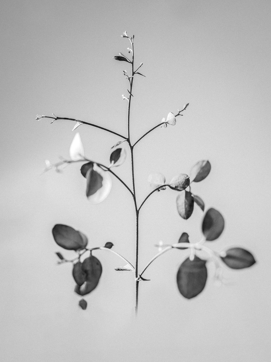 Amid the Flowers 60, 2021 (s/v-foto) av Teis Albers