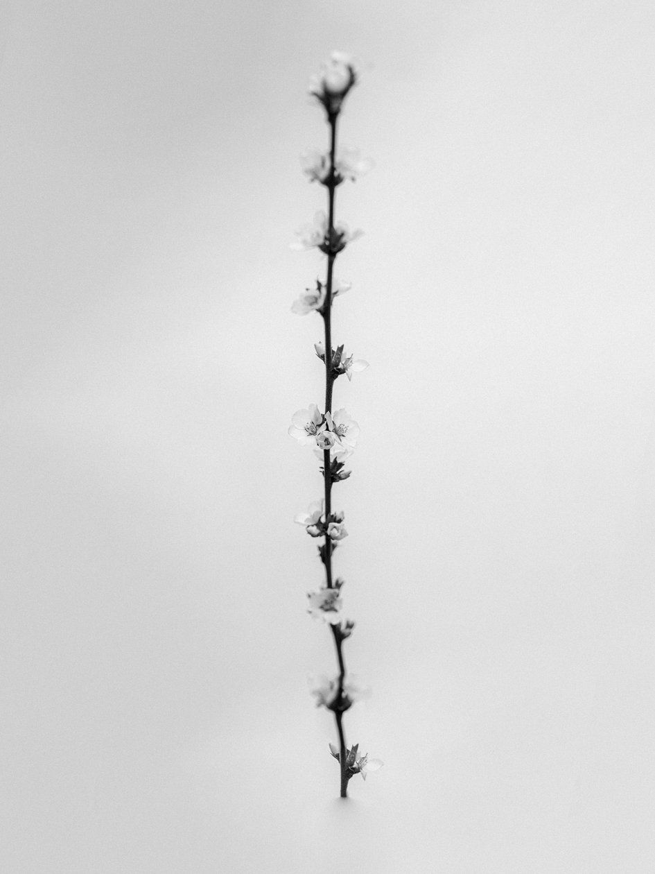 Amid the Flowers 61, 2021 (s/v-foto) av Teis Albers