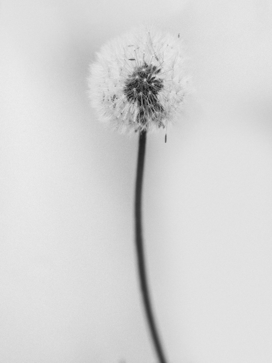 Amid the Flowers 62, 2021 (s/v foto) av Teis Albers
