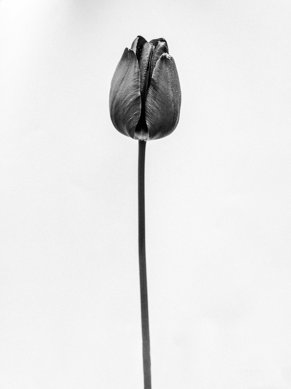 Amid the Flowers 63, 2021 (s/v-foto) av Teis Albers