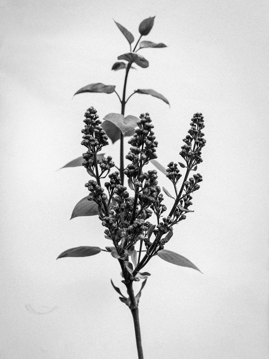 Amid the Flowers 66, 2021 (s/v foto) av Teis Albers