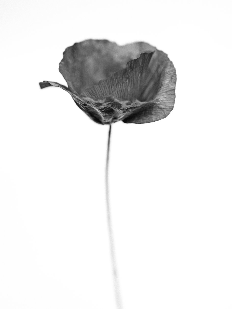 Amid the Flowers 67, 2021 (s/v-foto) av Teis Albers