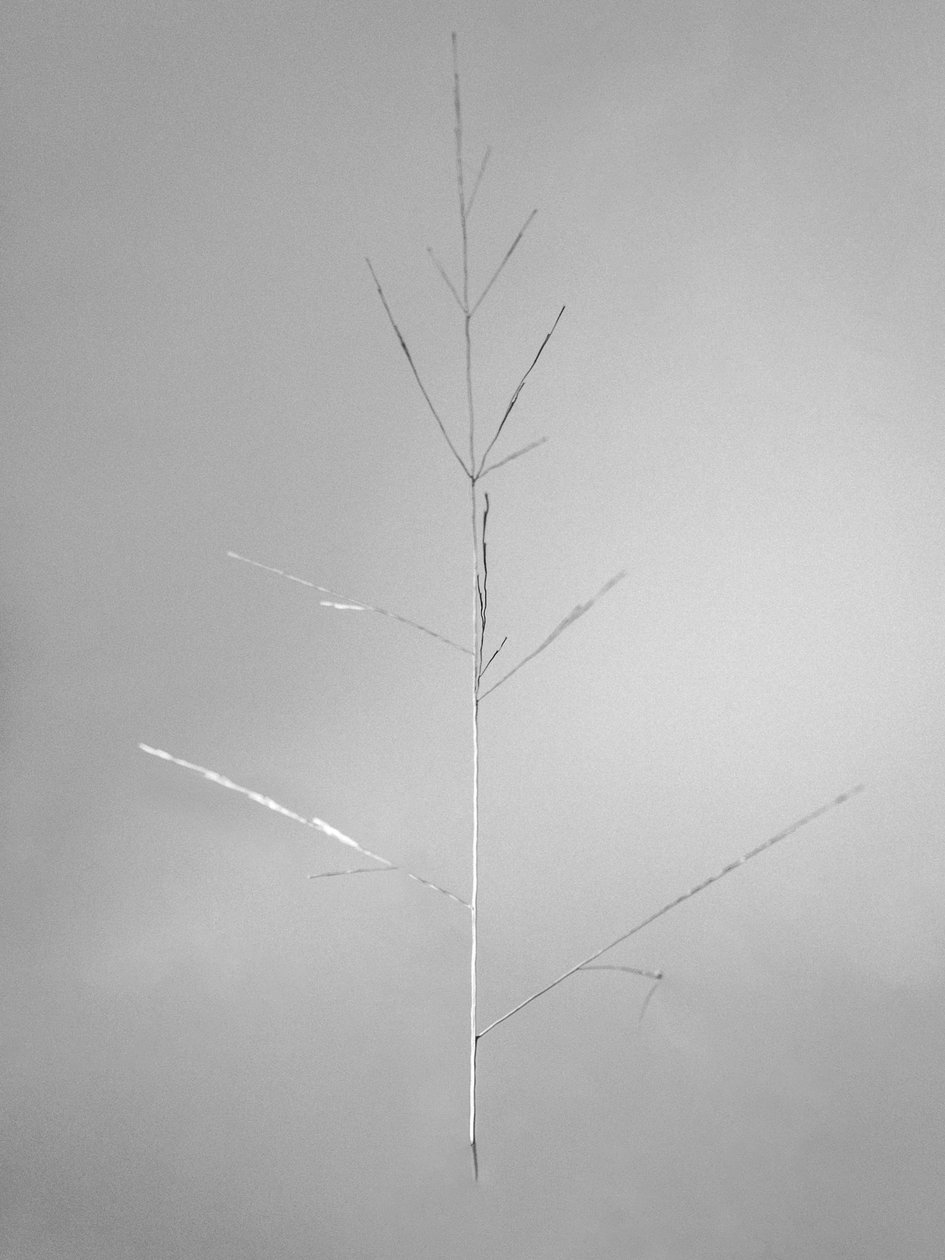 Amid the Flowers 69, 2021 (s/v-foto) av Teis Albers