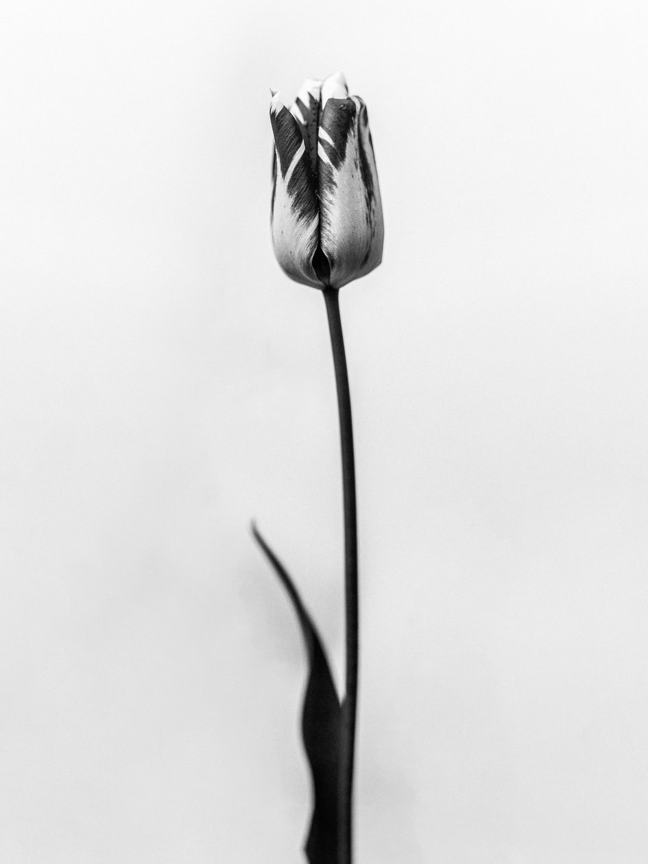 Amid the Flowers 70, 2021 (s/v-foto) av Teis Albers