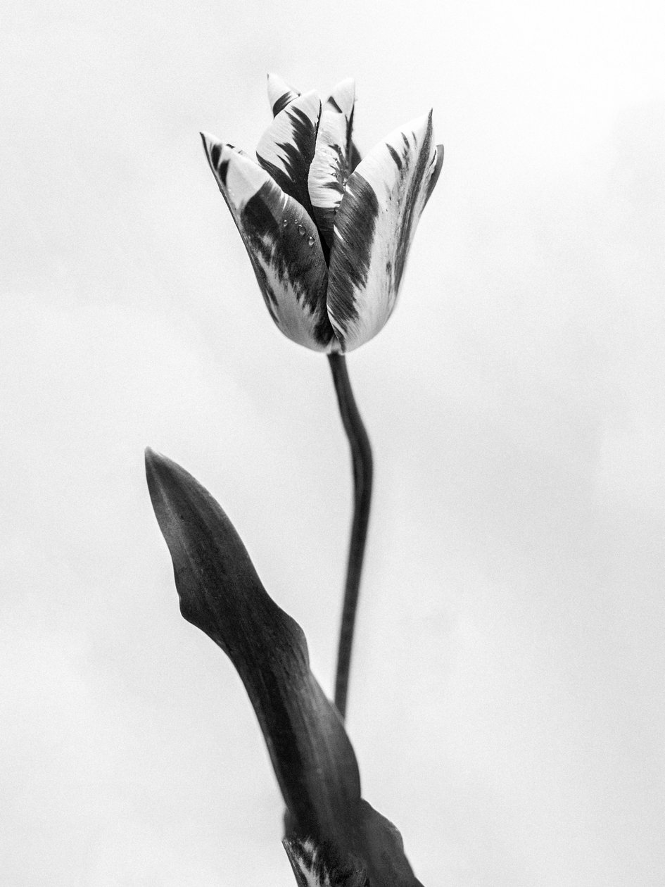 Amid the Flowers 71, 2021 (s/v-foto) av Teis Albers