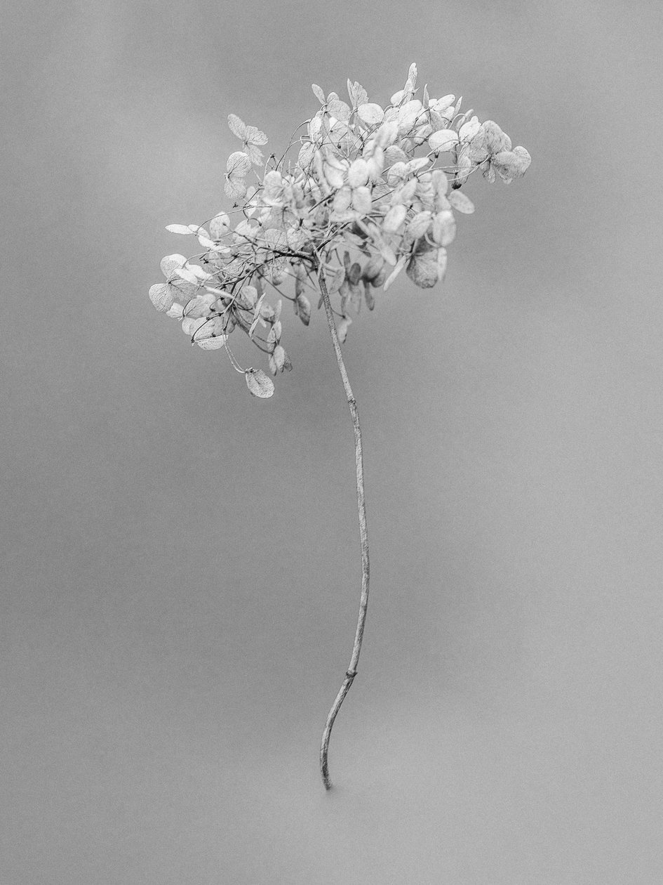 Amid the Flowers 73, 2021 (s/v-foto) av Teis Albers
