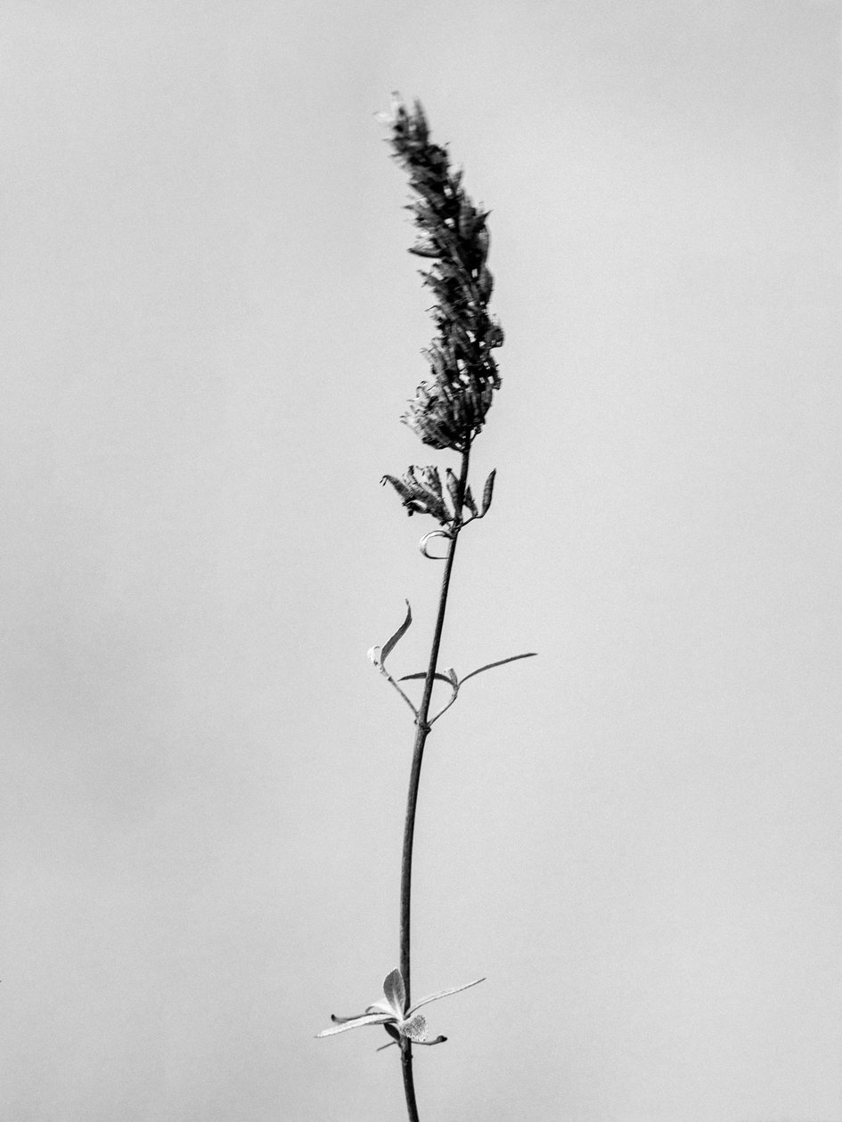 Amid the Flowers 74, 2021 (s/v-foto) av Teis Albers