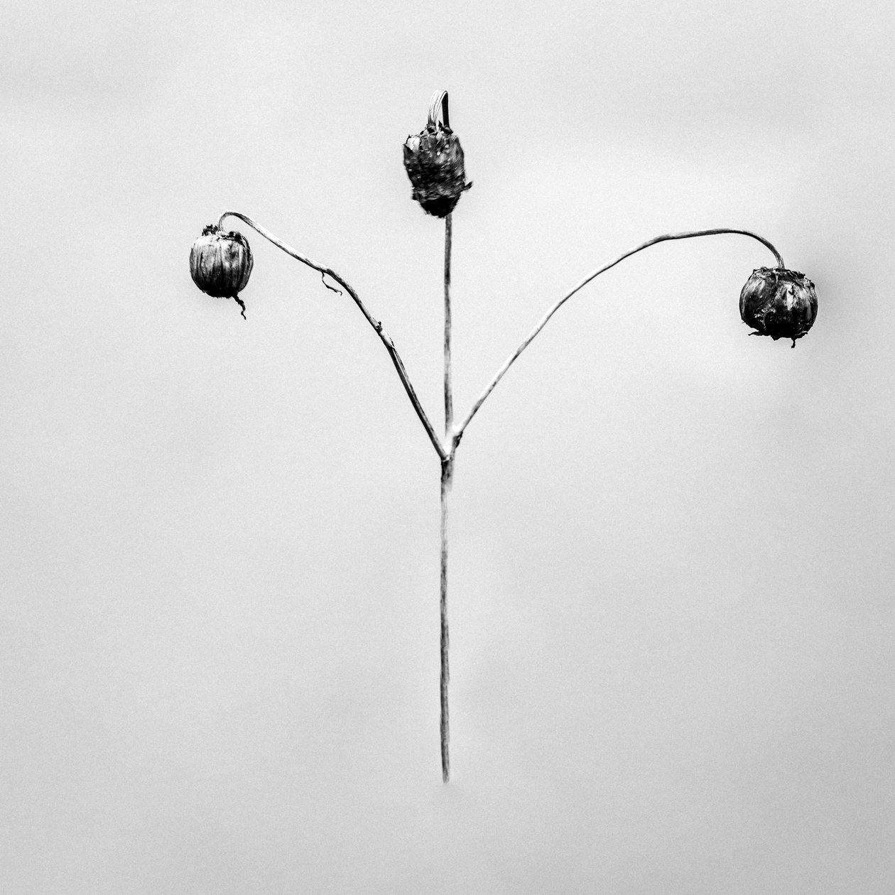 Amid the Flowers 75, 2021 (s/v-foto) av Teis Albers