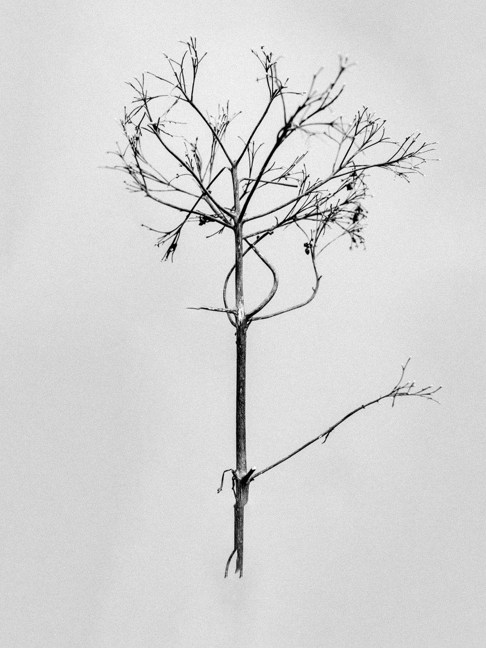 Amid the Flowers 77, 2021 (s/v-foto) av Teis Albers