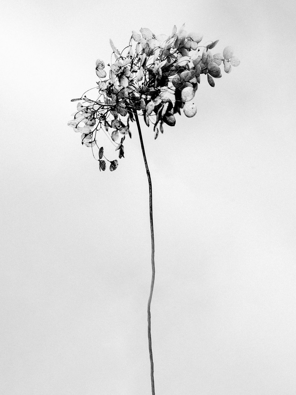 Amid the Flowers 78, 2021 (s/v-foto) av Teis Albers