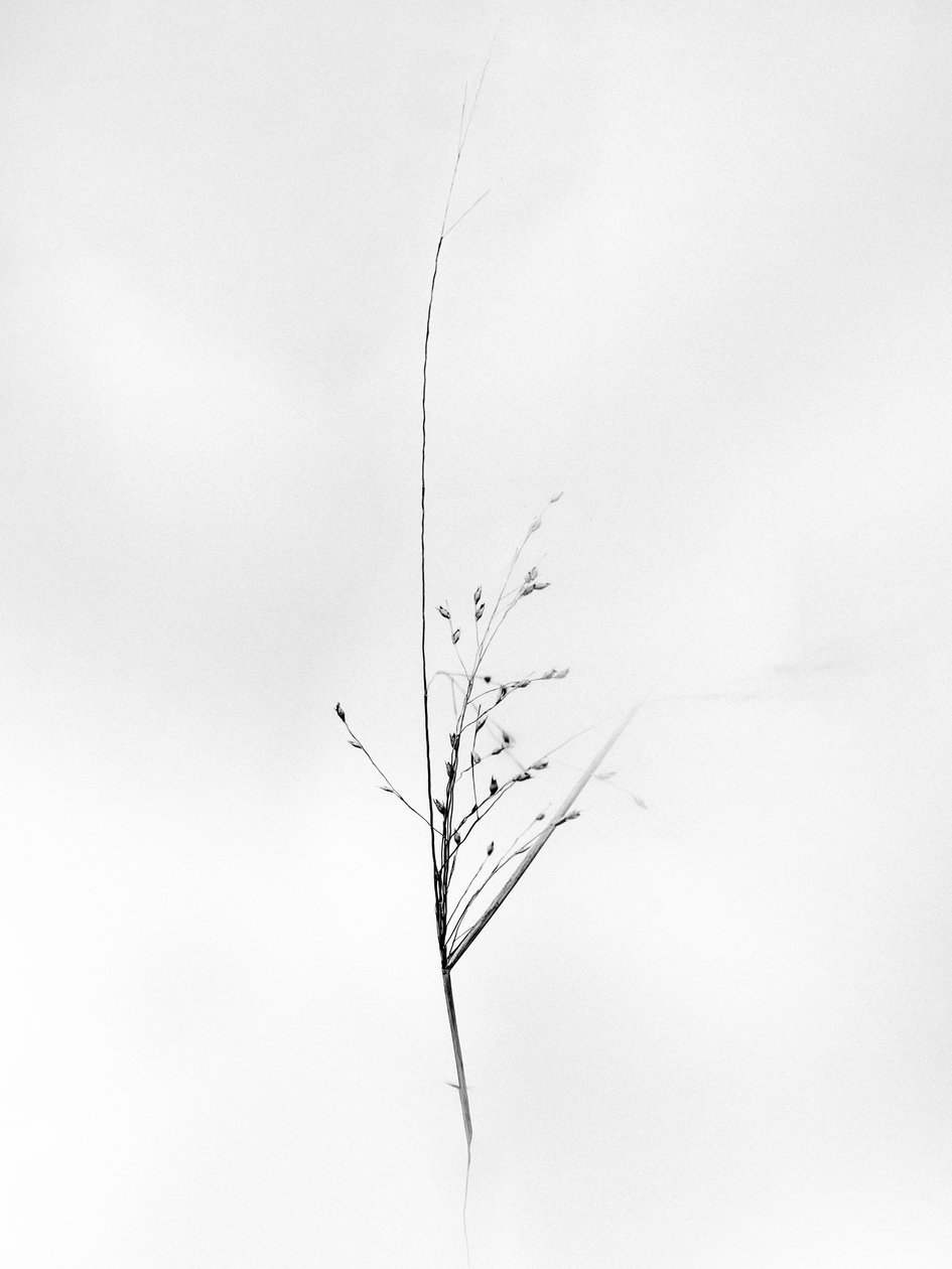 Amid the Flowers 79, 2021 (s/v-foto) av Teis Albers