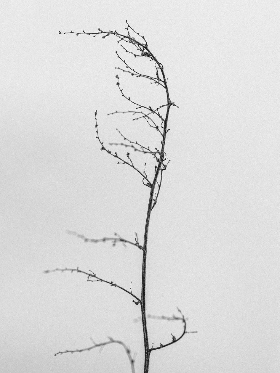 Amid the Flowers 8, 2021 (s/v-foto) av Teis Albers