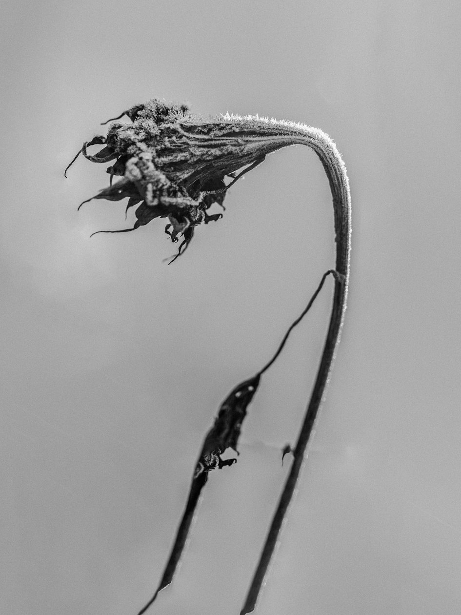 Amid the Flowers 9, 2021 (s/v-foto) av Teis Albers