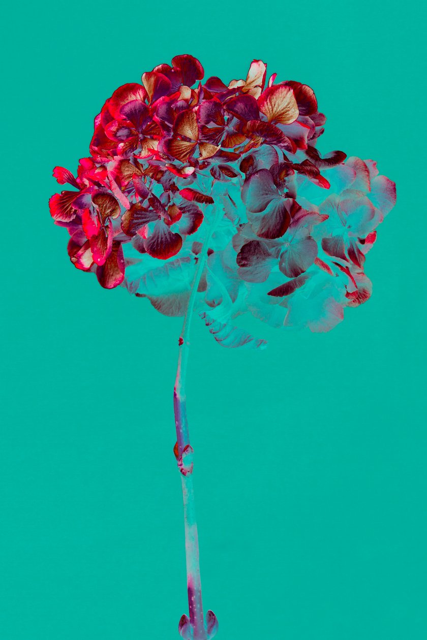 Hortensia, 2018 (foto) av Teis Albers