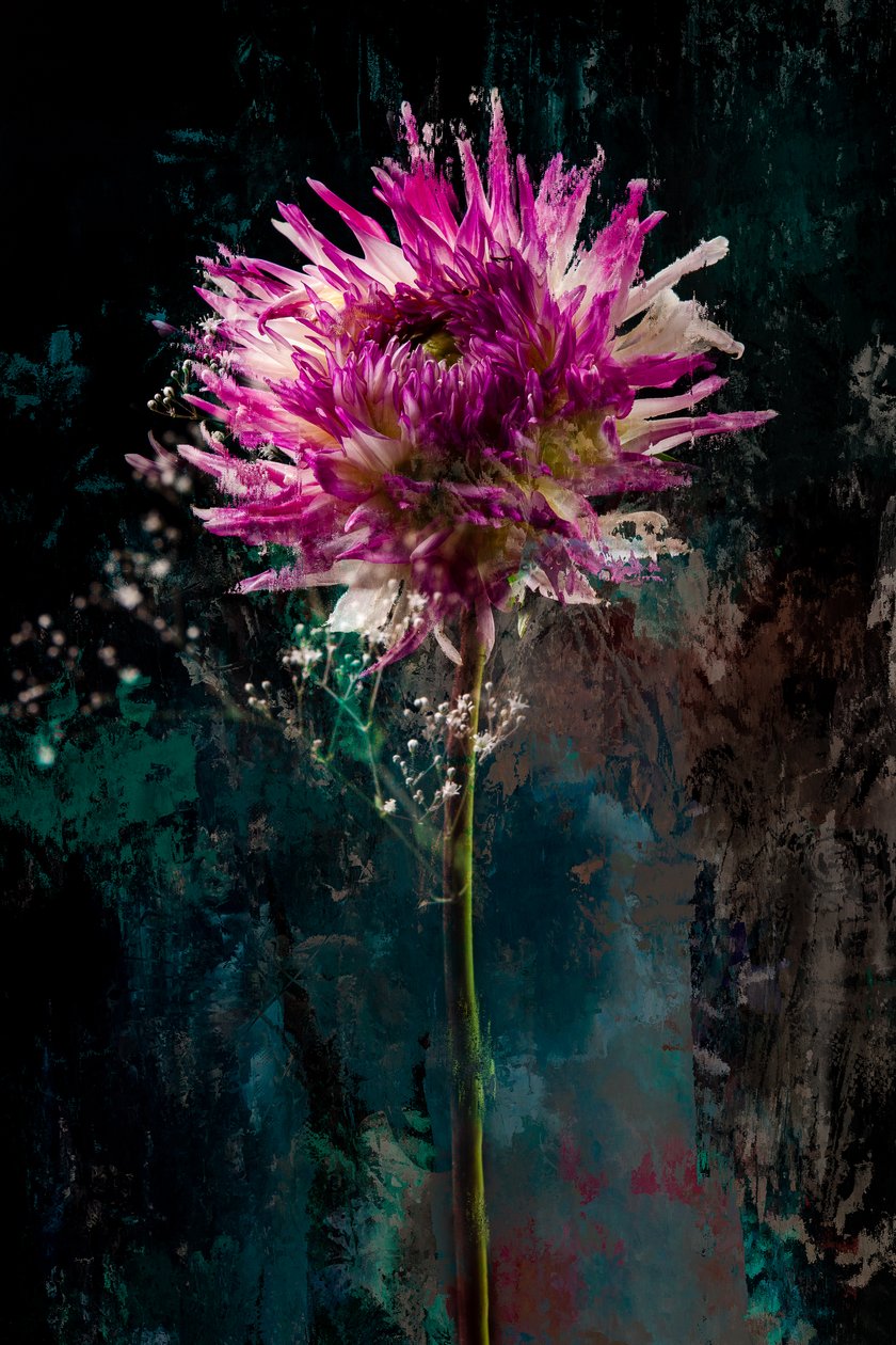 Sugarplum, 2018 (foto) av Teis Albers