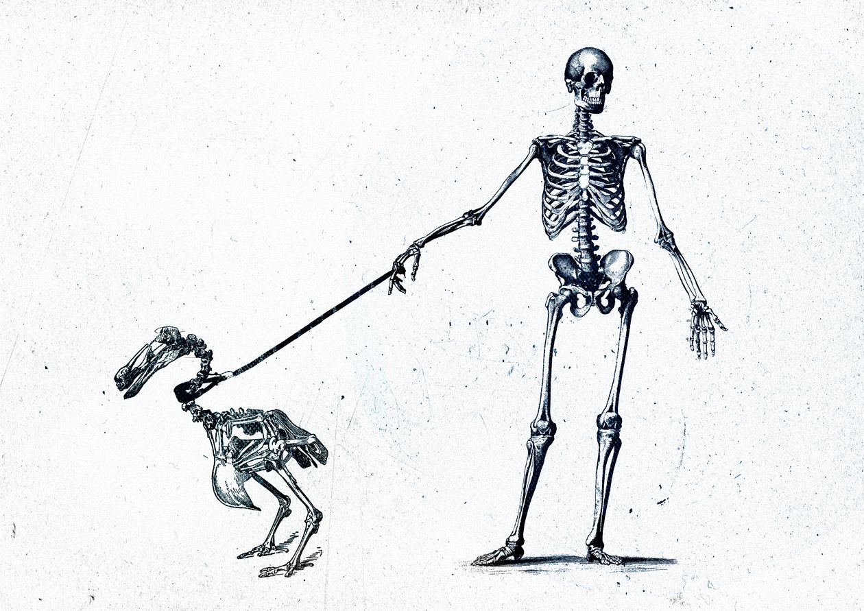 Walking my dodo, 2015 (mixed media på duk) av Teis Albers