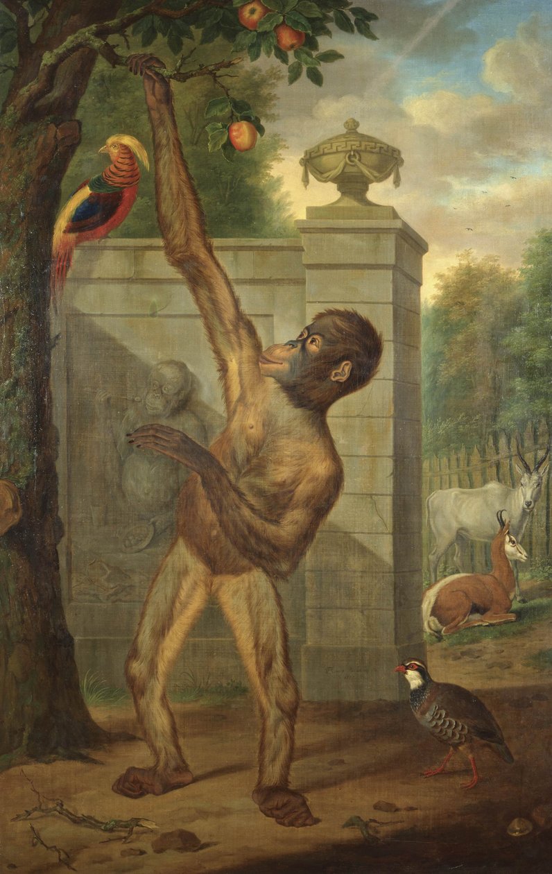 Orangutang från Stadholder Willem V:s zoo, plockar ett äpple av Tethart Philipp Christian Haag