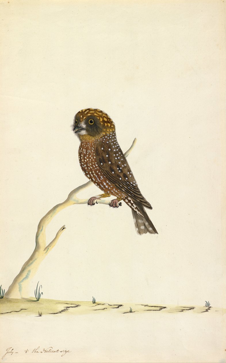 Boobook owl av The Sydney Bird Painter