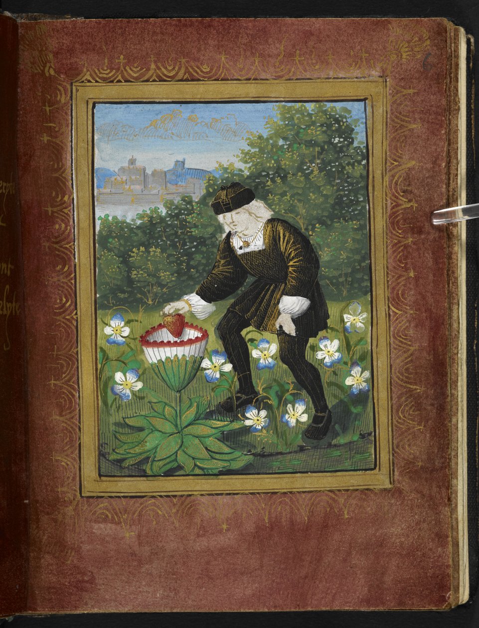 Stowe 955 f.6r Miniatyr av Pierre Sala som tappar "sitt" hjärta i en marguerit, miniatyr från "Petit Livre d