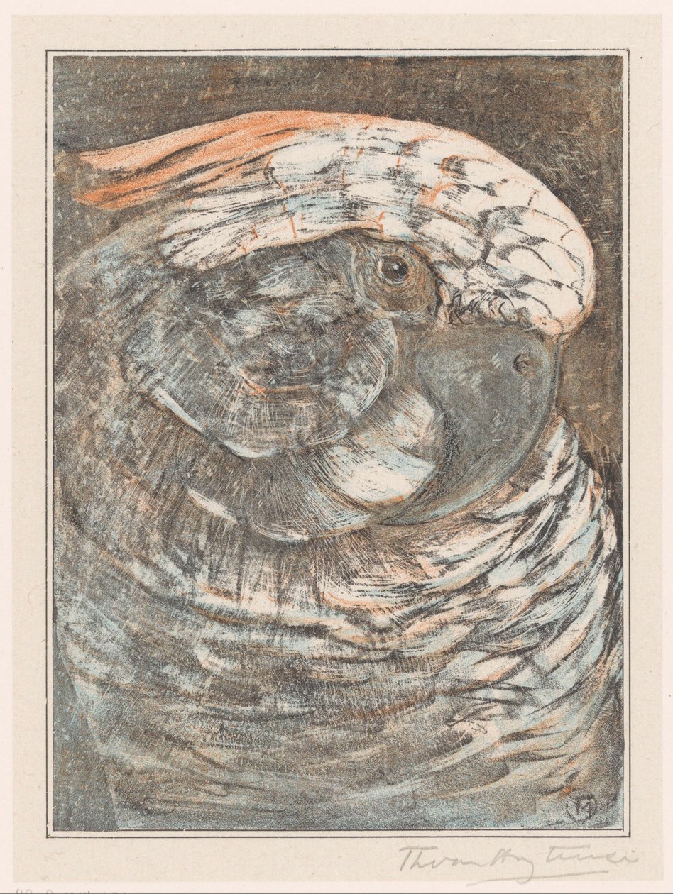 Huvudet av en papegoja av Theo van Hoytema (signed by artist)