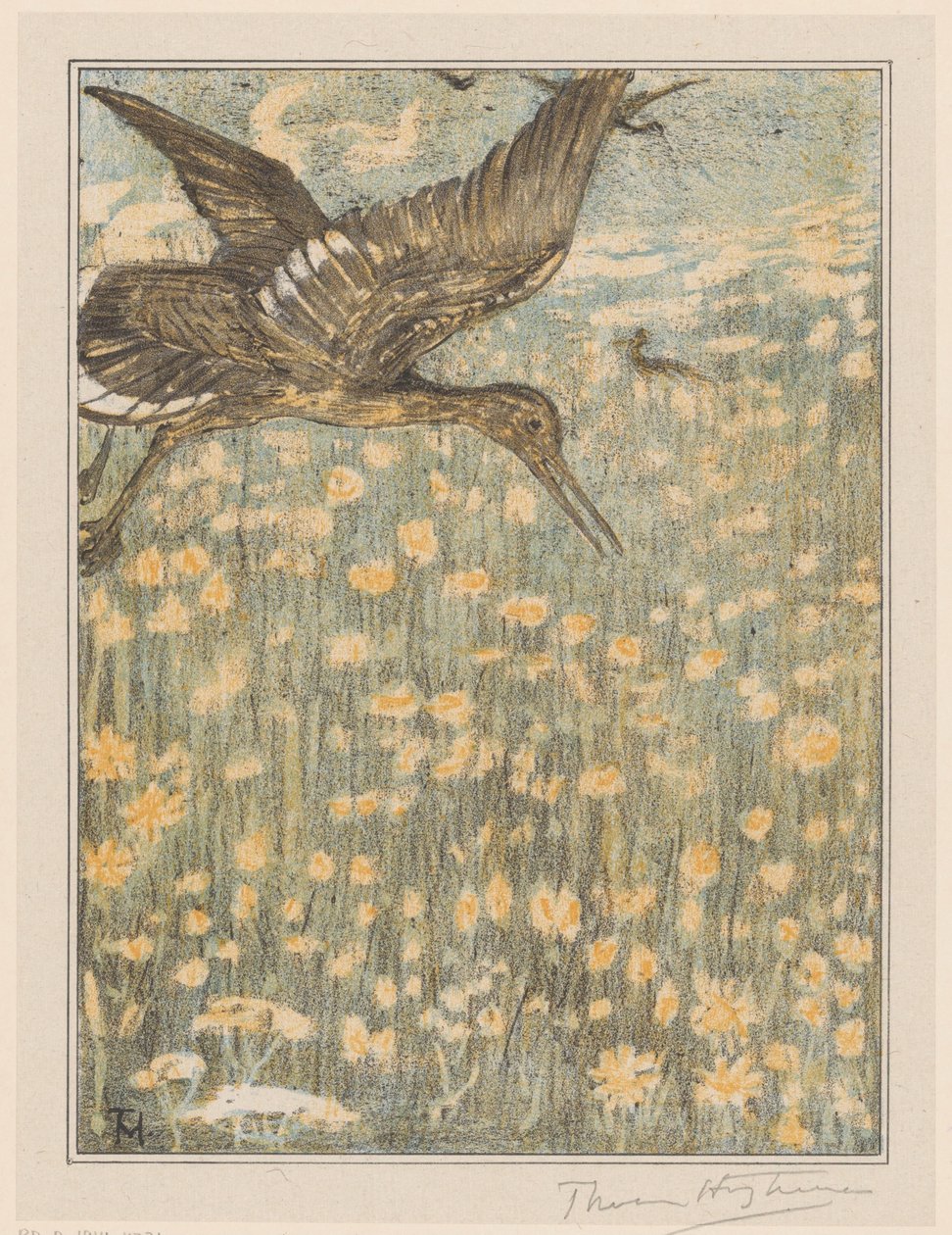 rödbena av Theo van Hoytema (signed by artist)