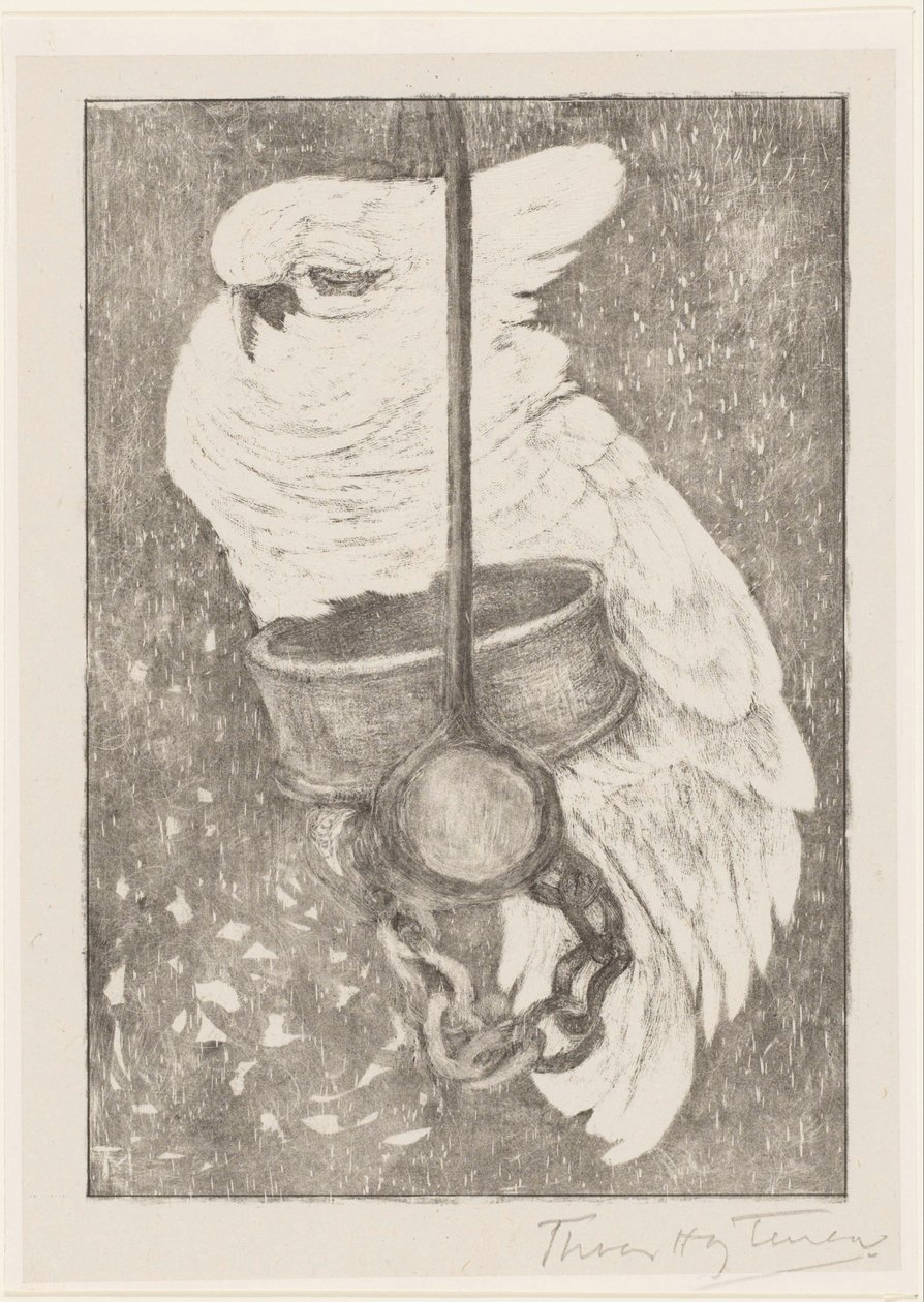 vit kakadua av Theo van Hoytema (signed by artist)