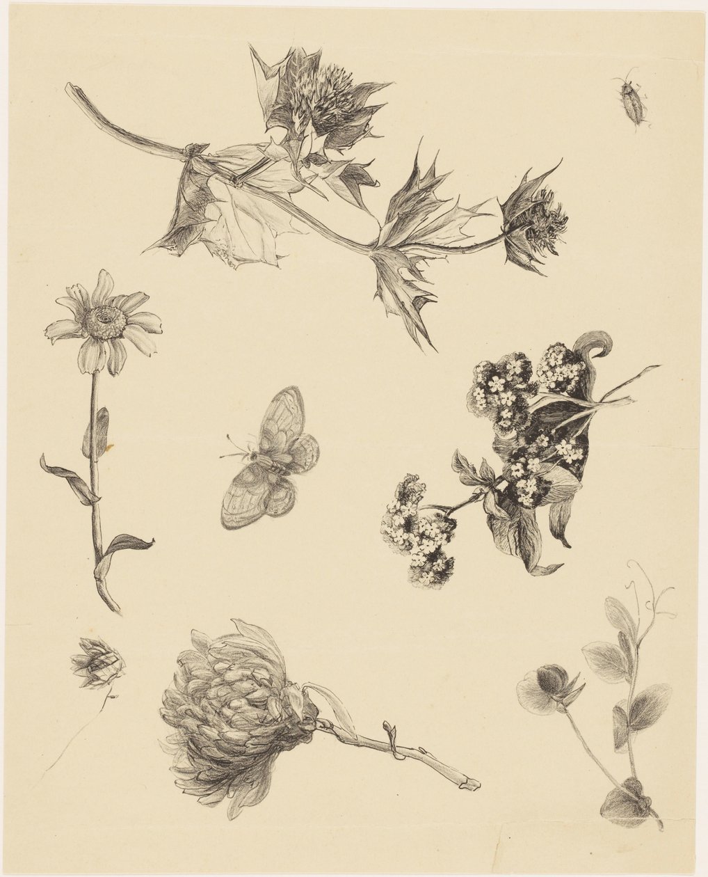 Blommor och blad av Theo van Hoytema